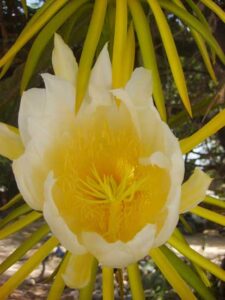 Pitaya